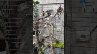 ВЕЧЕРНЕЕ ПЕНИЕ САМЦА КОРЕЛЛЫ ДЛЯ САМКИ