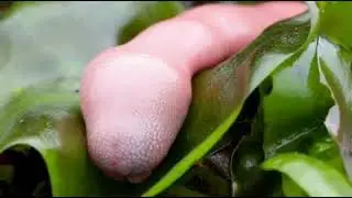 Червь #червь