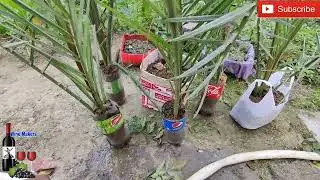 खजूर के एक पोदे से त्यार करें बहुत सारे पोदे। grow date plants free.