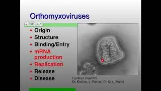 Vir_S19 Lecture 16