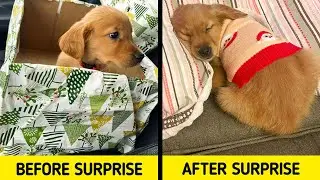 People Who Definitely Know How To Surprise Their Loved Ones