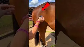 Cavalo Incrível Choca Geral 🤯🐎✨ 