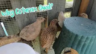 Why Everyone Needs Coturnix Quail | Raising Quail Meat Eggs
