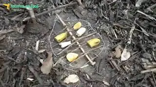 Armadilha de laço para passaro e roedores - Novo método