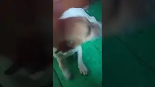 максимка
