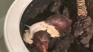 Реакция улиток на разную среду😊🐌🐌