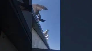 #pigeon #голуби #birds #top #бойныеголуби #широкохвостые #ONNEBIT