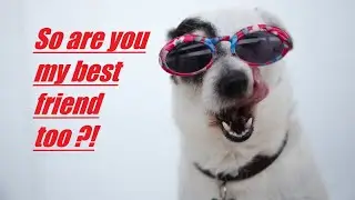 10 Loyal Dog Breeds
