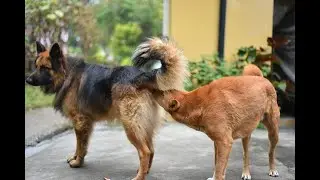 Excellent dog mating hot