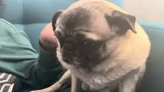 This dog has a DARK secret