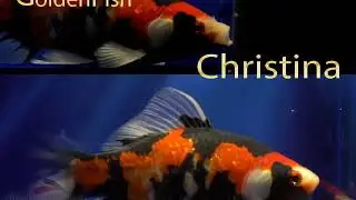 goldenfish christina Goldfish for sale