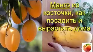 Mango from a seed How to plant at home Grow mango Care Tips Special method Do it this way Petunia!