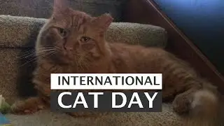 Happy International Cat Day!