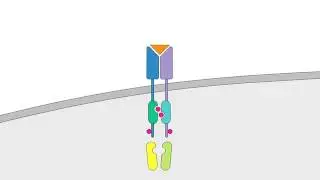 03 07 Cytokine Signaling
