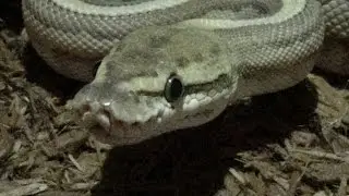 Are Ball Pythons Aggressive?😨🐍