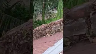 #clouds #naturalbeauty #windy #squirrel #animallover
