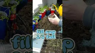 #replanting #seedlingtrays #tomotilla #colorado