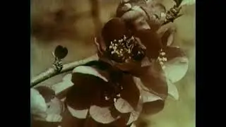 Грузинская пчела 19XX