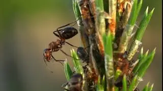 9 июня муравей умываетсяmp4