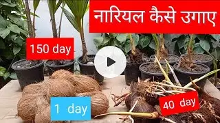 Home Gardening .. coconut plant grow at home नारियल का पौधा घर पर उगाए आसानी से Kusum excellent tips