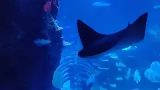 London Aquarium