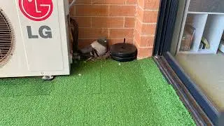 A Day in the Life: Rock Dove Nesting on My Balcony | Time Lapse