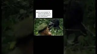 ЧТО ДЕЛАТЬ ЕСЛИ ГОРИЛЛА АТАКУЕТ ТЕБЯ?