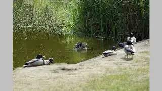 Сердце красавицы