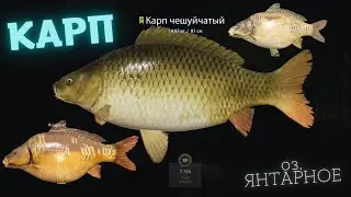 Русская рыбалка 4 озеро Янтарное КАРП  russian fishing 4 (РР4) lake Amber CARP FARM