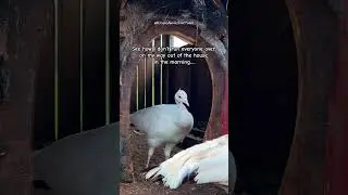 🦚Very Demure, Very Mindful, Very Cutesy🦚 #demure #farmanimals #animalshorts #chickens #peahens