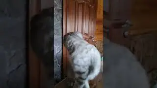 ну и шуточки😆 #юмор #cat #котик #кот #котики #животные #horse #live #лето