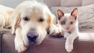 How a Golden Retriever and a Kitten Became Best Friends Compilation