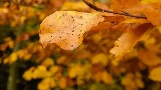 02 Sony RX100 M3 - Makro Fotografie im Herbst