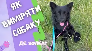 Як зняти мірки з собаки?
