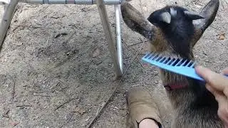 BABY GOAT Demands to be Scratched With Comb! 😂