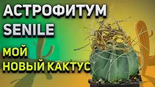 Кактус Astrophytum senile. Мой новый кактус. Пересадка кактуса.