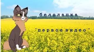 знакомство / коты воители / белолапка КВ