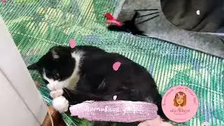 🐱 Смотря на него невольно начинаешь улыбаться 💓👀🌺 Спинальник Тедди🌺