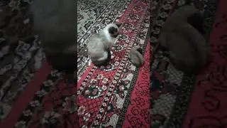 Прикол Кошка И Собак. Азери Prikol Дубляж 