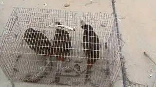 Ярмарка голубей г.Славянск-на-Кубани 18.02.2024г. 3часть