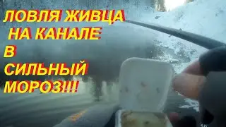 Ловля живца на канале в сильный мороз!!!