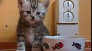 Britská koťátka II