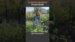 The Secret to Growing Cilantro Forever