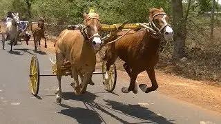 Exciting Horse Cart Race at Tavaga.2019.скачки. 赛马. paardenrennen. balap kuda.