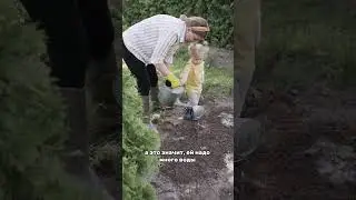 это УБИВАЕТ любые ГОРТЕНЗИИ | ошибки при посадке гортензии #полезно #сад #дача #огород #shorts