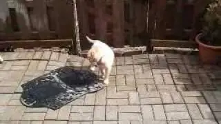 Tessa - Water Hose