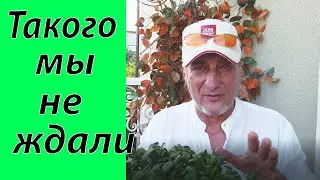 Вермикомпост для микрозелени. Фантастика