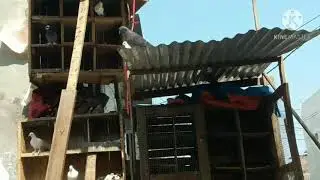 kbutar kbutar
