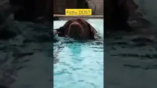 fattu dost 😂 