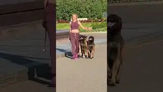 Love love love 💕 Танцы с собаками. Высший пилотаж💃🐕🐕🐕💞💞💞